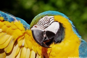 Az 5 legnépszerűbb papagáj