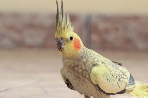 Ez a kis papagáj lehet a világ legokosabb madara - videó!