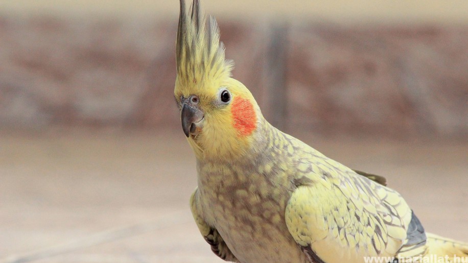 Ez a kis papagáj lehet a világ legokosabb madara - videó!