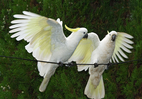 kakadu-szarnyalas