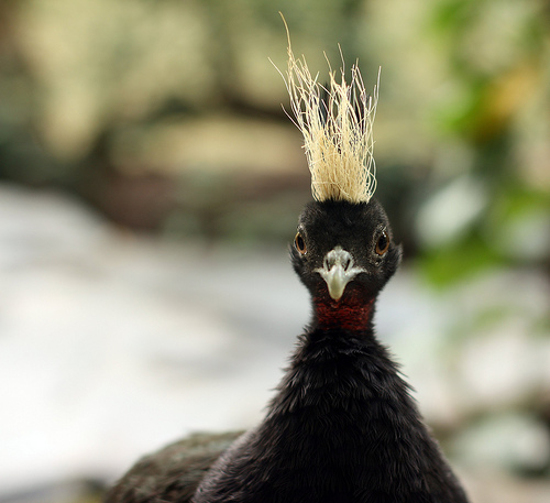 Afropavo congensis