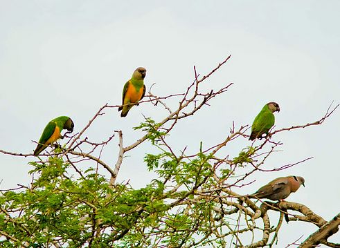szenegali-papagajok