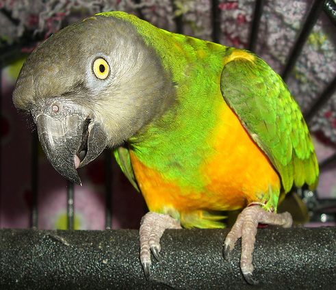 szenegali-papagaj-foto