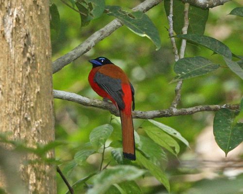 Trogon