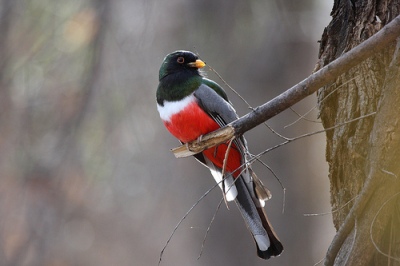 Trogon