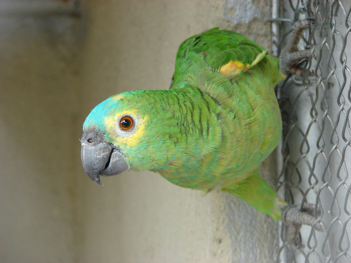 Kékhomlokú amazonpapagáj (Amazona aestiva)