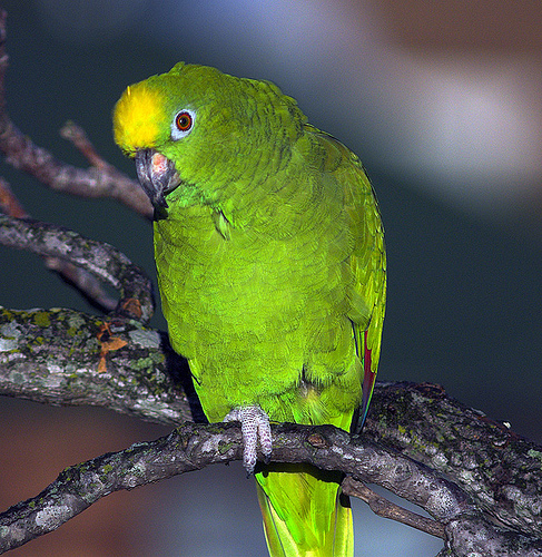 Sárgahomlokú amazonpapagáj (Amazona ochrocephala)