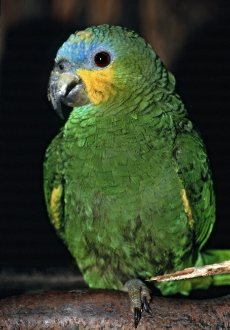 Venezuelai amazonpapagáj (Amazona amazonica)