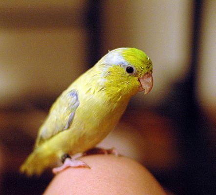 Parrotlet papagáj