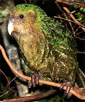 Kakapo madár