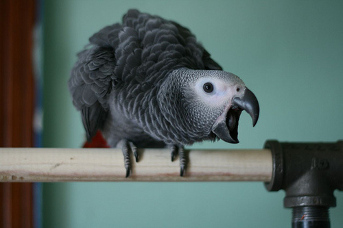 rikacsolo-papagaj