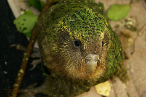 Kakapo, bagolypapagáj