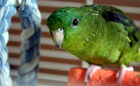 katalin-papagáj