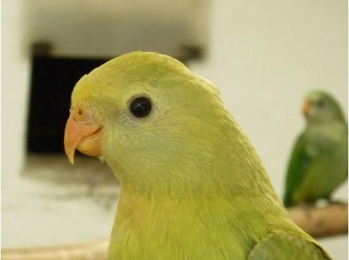 zold-papagaj
