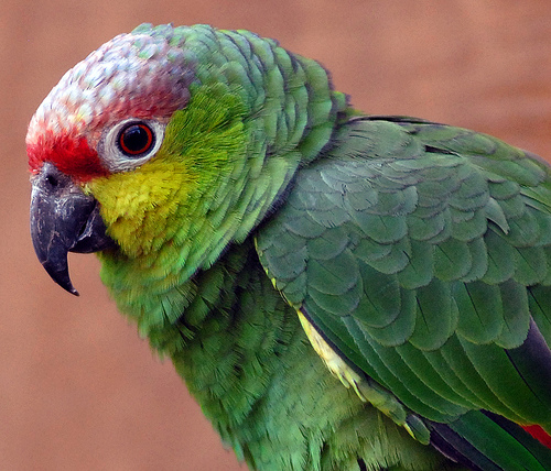 amazon-papagaj