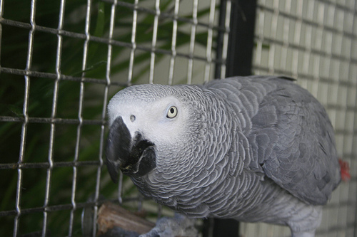 afrikai-papagaj