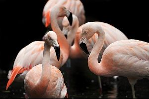 Miért rózsaszínűek a flamingók?
