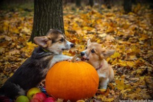 Milyen jelmezt válassz kutyusodnak Halloweenra?