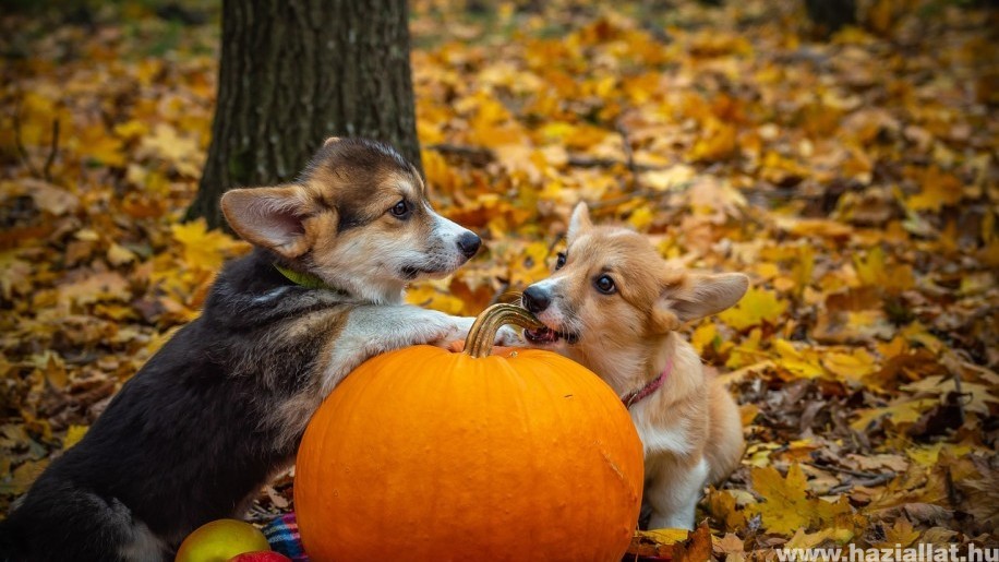 Milyen jelmezt válassz kutyusodnak Halloweenra?