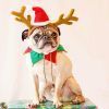 Nézze meg, milyen a top 10 karácsonyi kutyadivat!