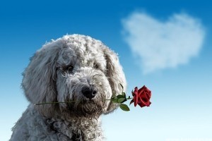 Így lepd meg kutyusod Valentin-napon!