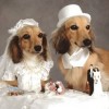 Miért pont a kutya hiányozna az esküvődről?
