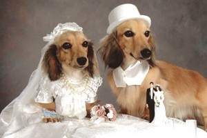 Miért pont a kutya hiányozna az esküvődről?