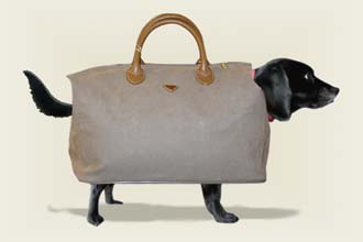 doggy bag