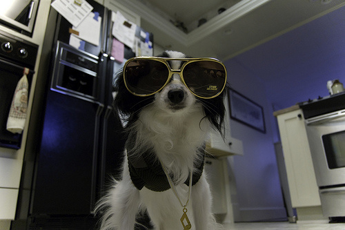 napszemuveg-kutya