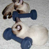 Macska súlyemelő-verseny japán módra