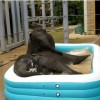 Aquapark bébi elefántoknak - videó