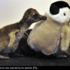 Pingvinbébik és a plüssmama - cuki fotók!