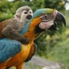 Furcsa páros: a lusta majom és hátasa az arapapagáj