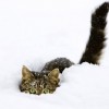 Bizonyíték, hogy a cicák is szeretik a havat!