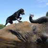 Buborék az elefánt és Bella a kutya barátsága