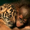 Hihetetlen állatbarátságok! Cuki képek