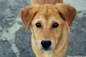 Szívférgesség kutyáknál: ezt teheted, hogy megelőzd az életveszélyes fertőzést