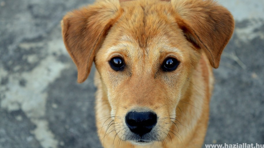 Szívférgesség kutyáknál: ezt teheted, hogy megelőzd az életveszélyes fertőzést