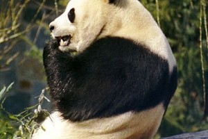 Mi történik, ha a panda tüsszent?