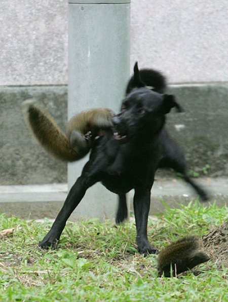 Mire képes egy anya a kicsinyéért? A mókus élet-halál harca - fotóval