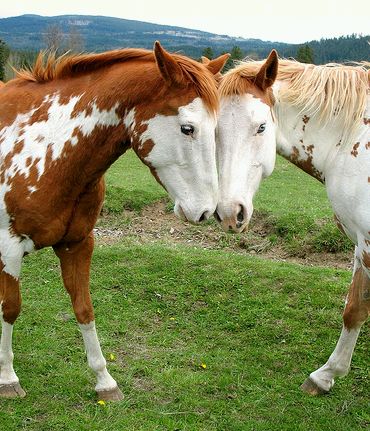 szerelmes-lovak