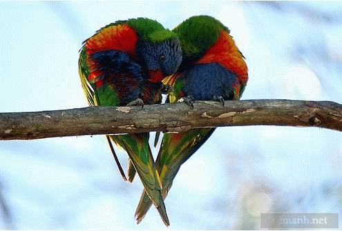 szerelmes-madarak