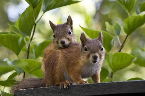 szerelmes mókusok