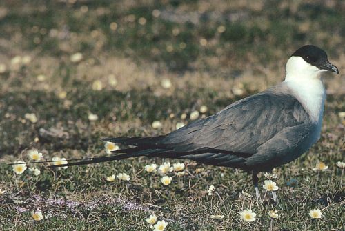 Nyílfarkú halfarkas (Stercorarius longicaudus)