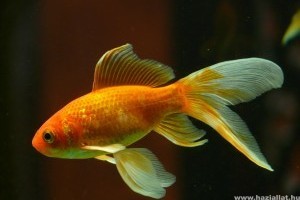 Milyen az ideális akvárium az aranyhalak számára?