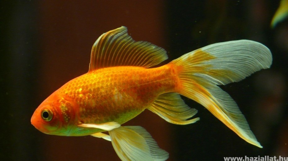 Milyen az ideális akvárium az aranyhalak számára?