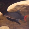 Stendhal-hal: vörös és fekete...