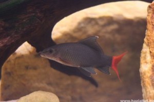 Stendhal-hal: vörös és fekete...