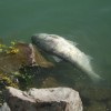 Kevesebb hal pusztult el Balatonban tavasszal