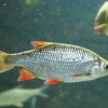 Transzneművé válnak a halak a szennyvizekbe kerülő vegyi anyagok miatt